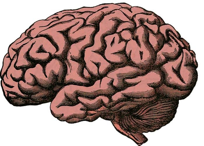 Brain Interneurons