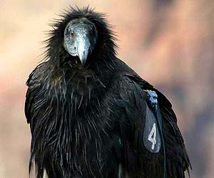 California Condor