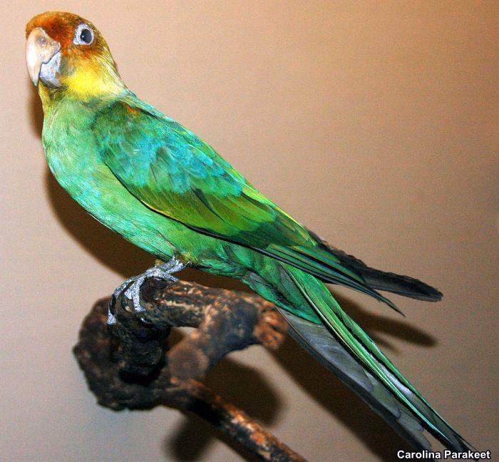 Carolina Parakeet