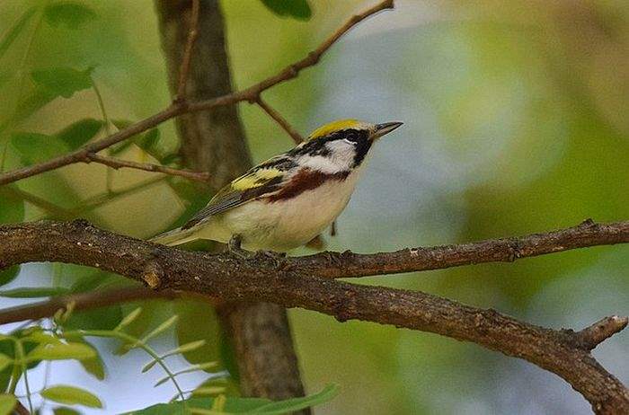 Chestnut-Sided Warbler