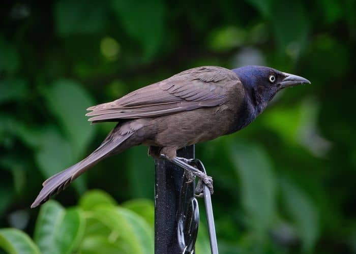 Common Grackle Diet