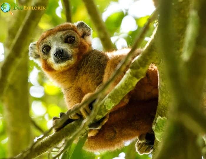 Crowned Lemur Physical Characteristics