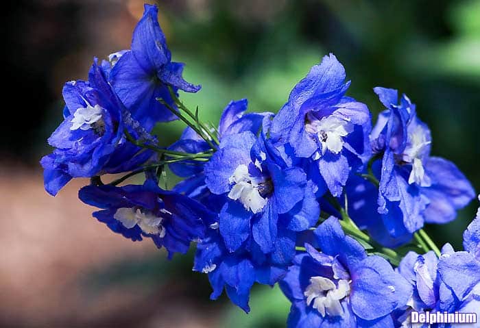 Delphinium