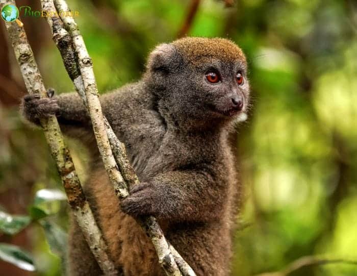 Eastern Lesser Bamboo Lemur Distribution