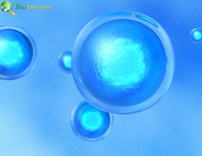 Embryonic Stem Cells