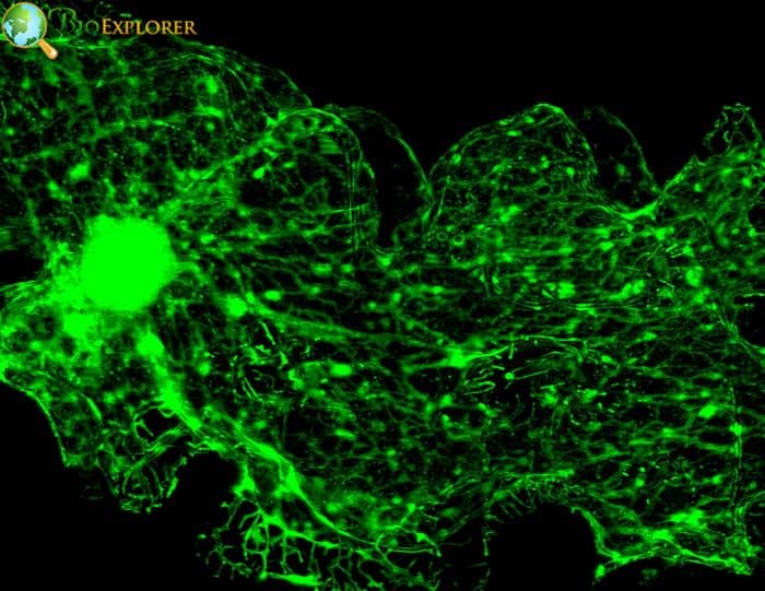 Endoplasmic Reticulum