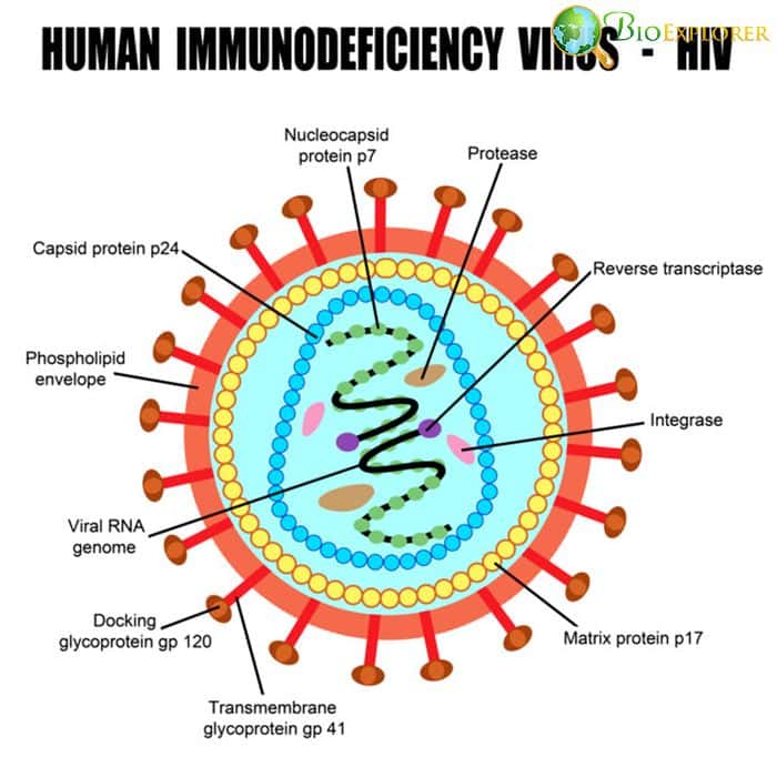 HIV Cell