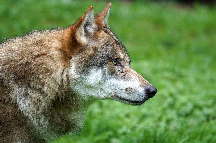 How Often Do Wolves Eat