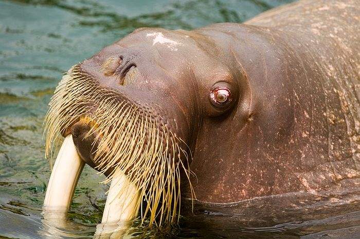 How Often Walruses Eat