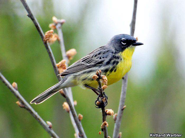 Kirtland Warbler