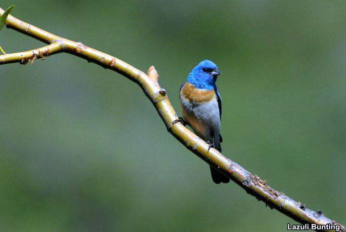 Lazuli Bunting