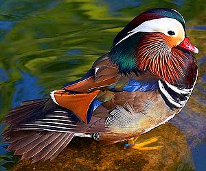 Mandarin Duck (Aix galericulata)