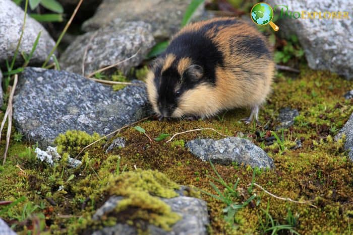 Norwegian Lemming