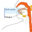 Oral Cavity