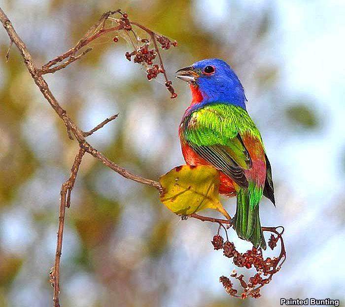 Painted Bunting