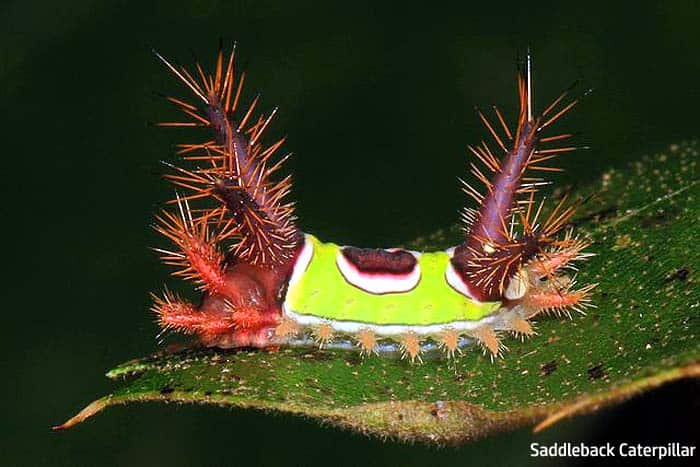 saddleback caterpillar wiki