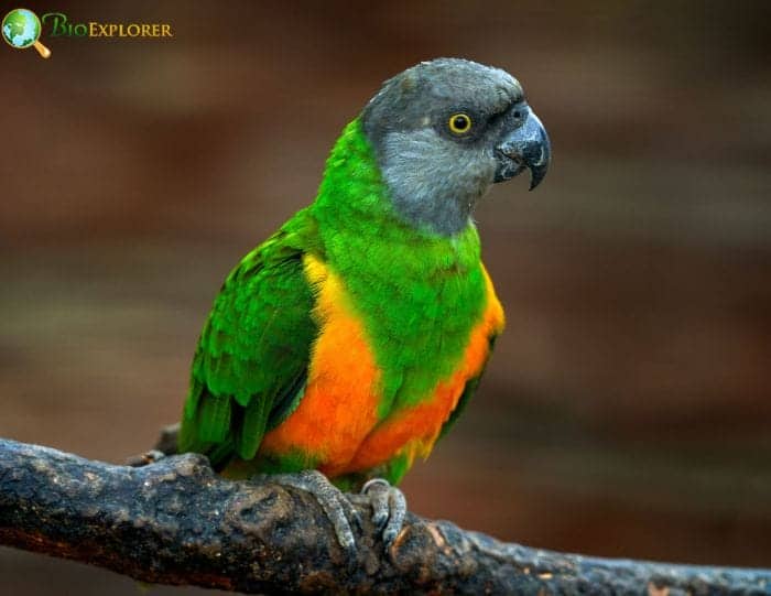 Senegal parrot sitting on a small tree branch