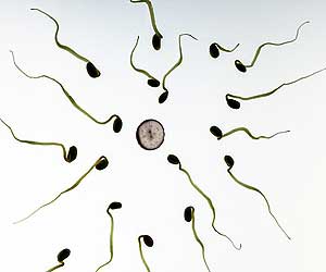 Spermatogenesis