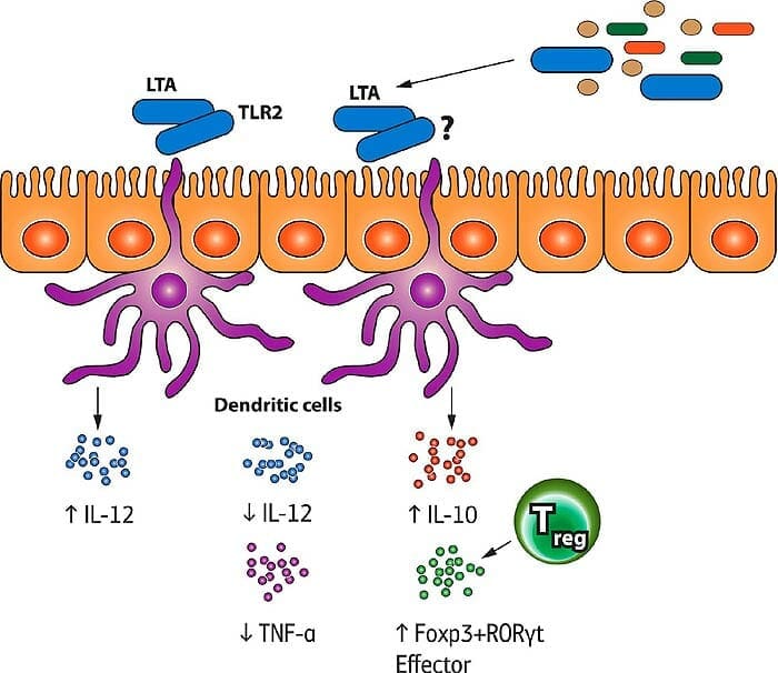 T-Cells