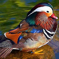 Waterfowl Birds