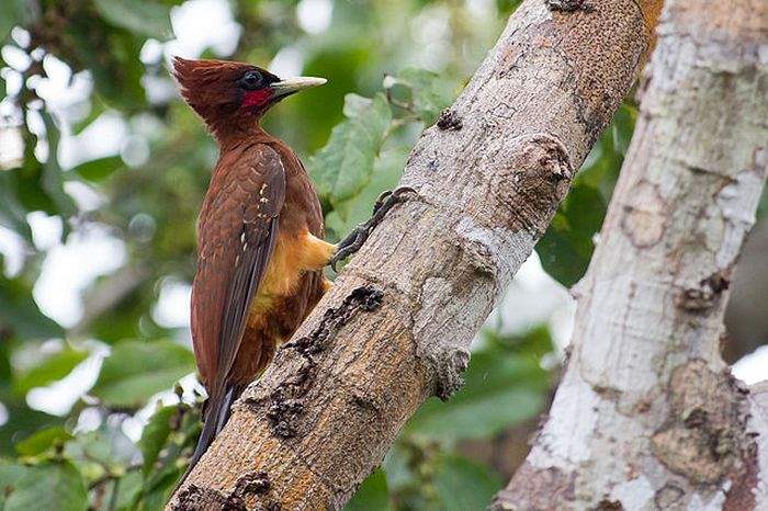 What Do Chestnut Woodpeckers Eat