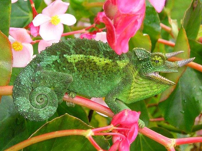 What Do Jacksons Chameleons Eat