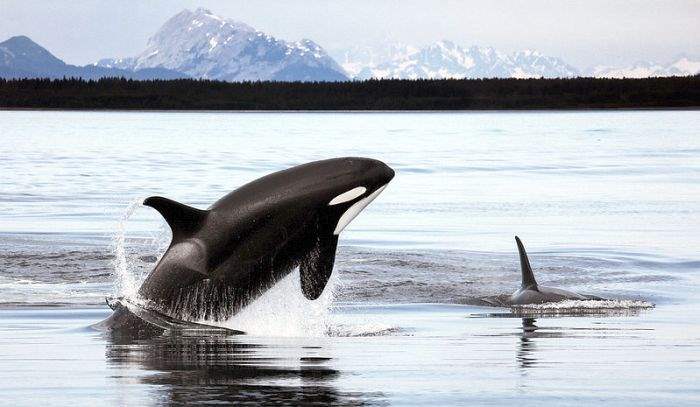 What Do North Atlantic Type Orcas Eat