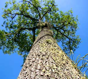 Brazilian Nut Tree