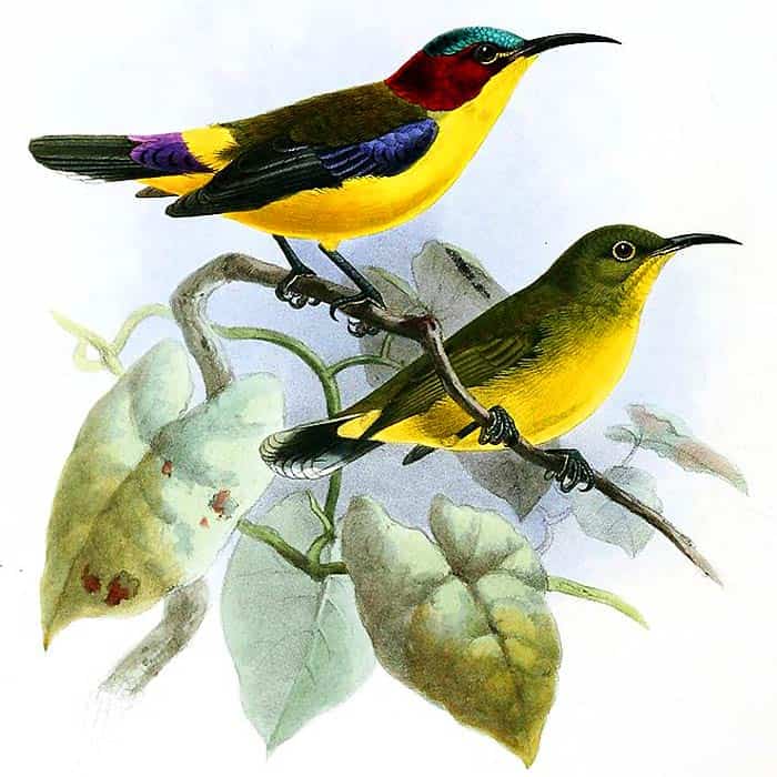 Elegant Sunbird