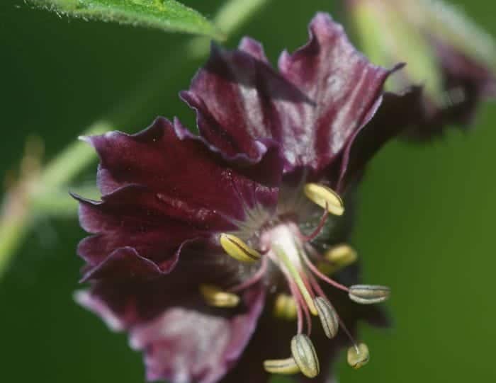 Geranium Phaeum