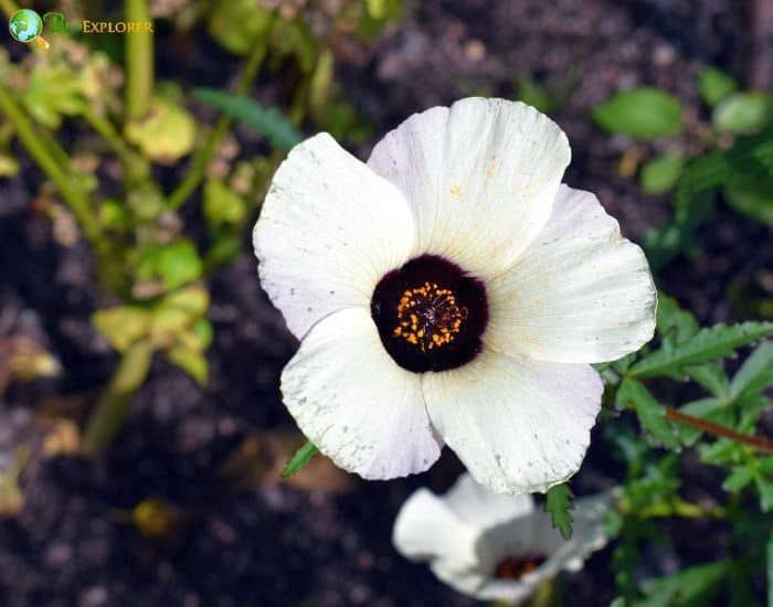 Mallow Cup (Hibiscus Trionum)