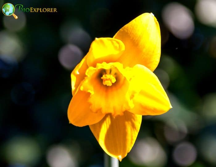 Narcissus 'Tête-à-tête'