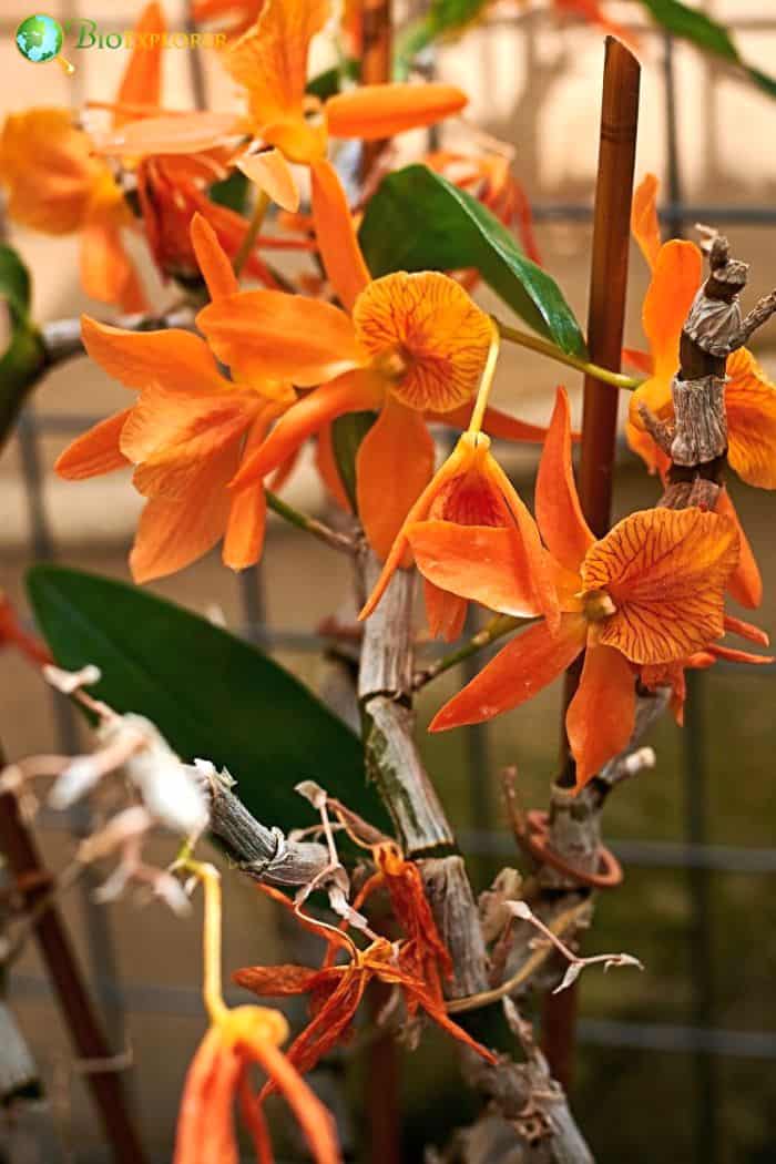 Orange Butterfly Orchid