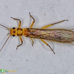 Plecoptera