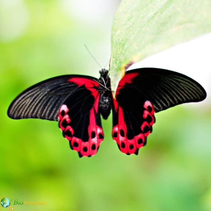 Scarlet Mormon