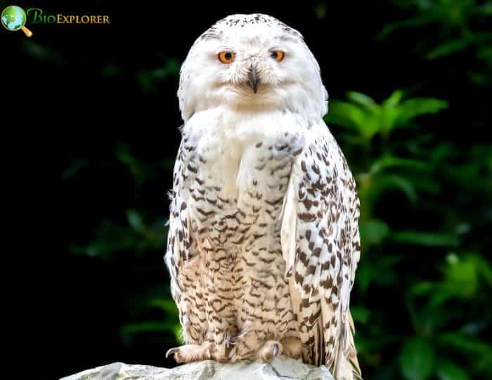 Snowy Owl