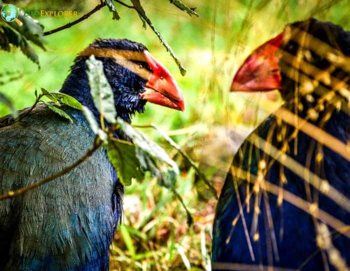 South Island Takahe