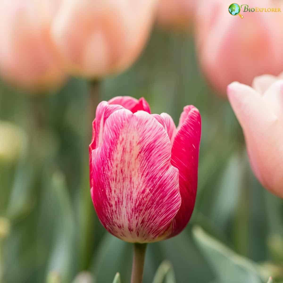 Tulipa Apricot Beauty