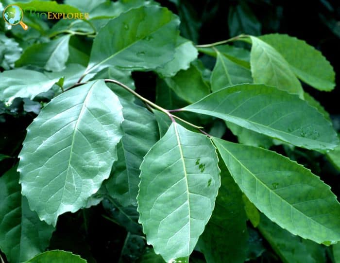 Yerba Mate (Ilex Paraguariensis)