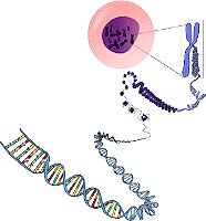 Chromosomes