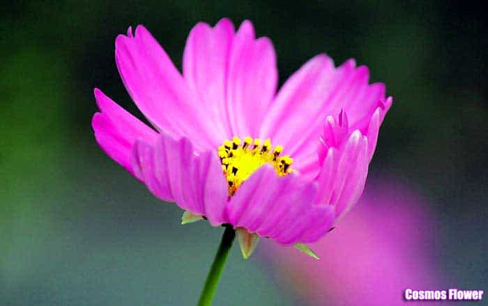 Cosmos flower