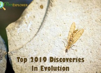 2019 Discoveries in Evolution