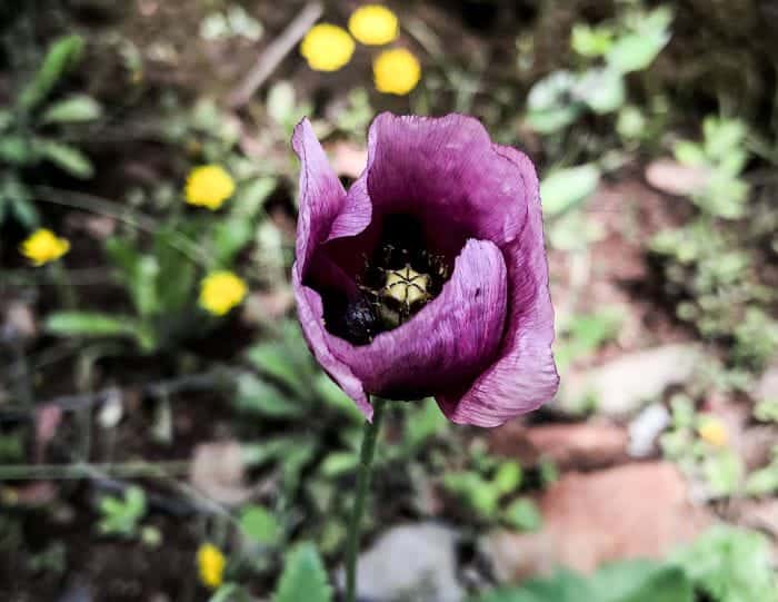 Black Poppy