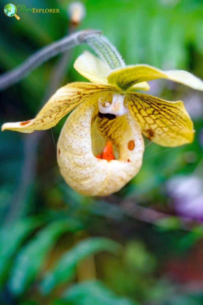 Fairy Slipper Orchid