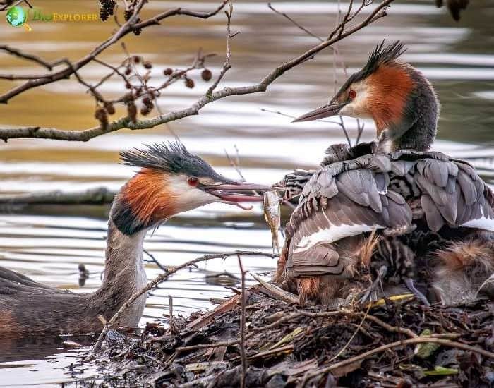 Hooded Grebe