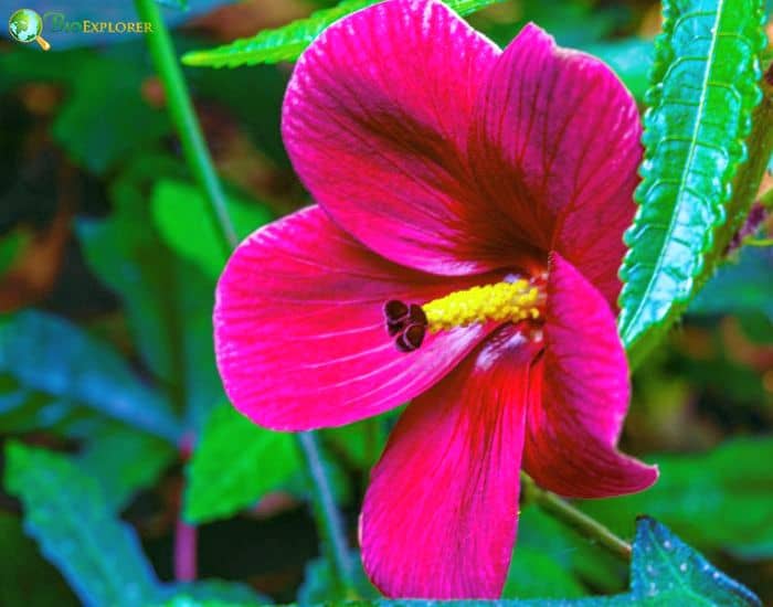 Kenaf (Hibiscus Cannabinus)