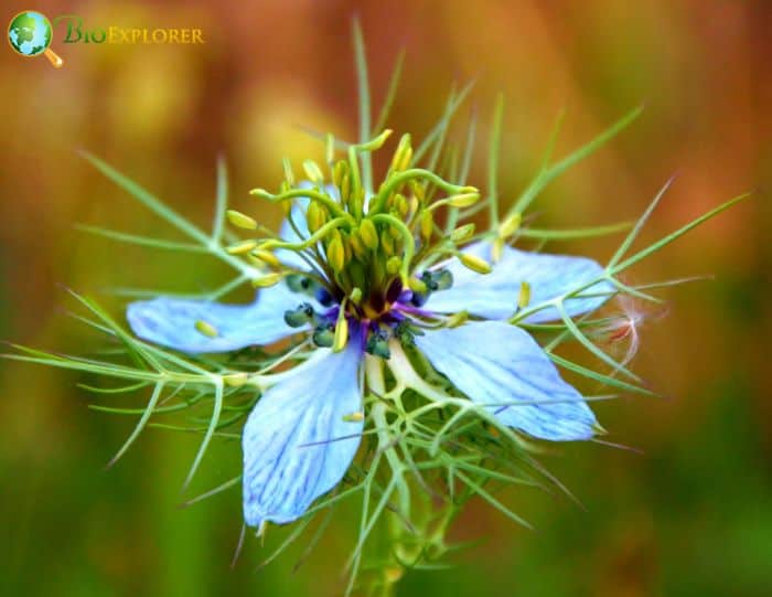 Love In A Mist