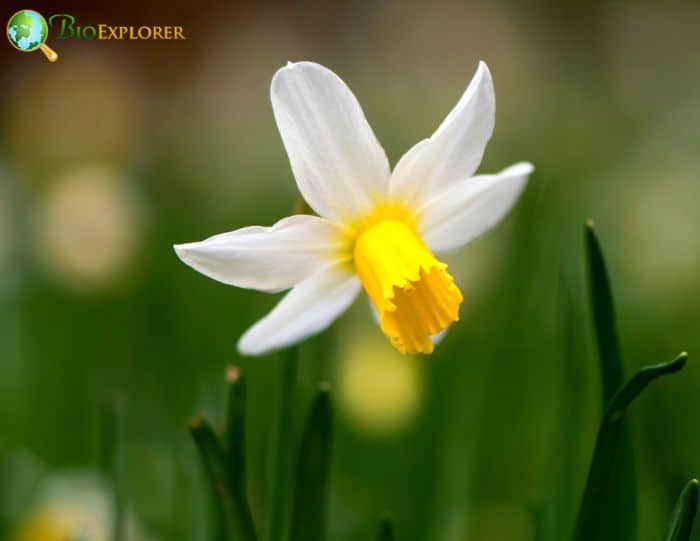 Narcissus 'February Gold'