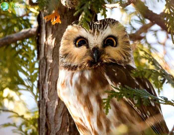 Northern Saw Whet Owl