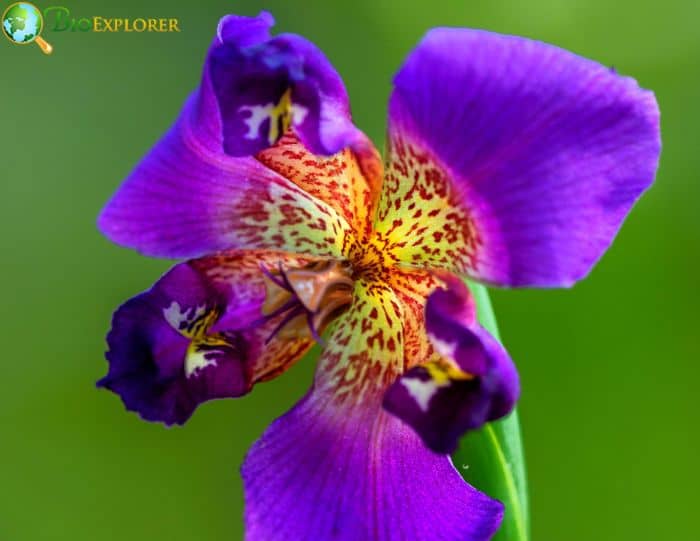 Purple Pleat Leaf